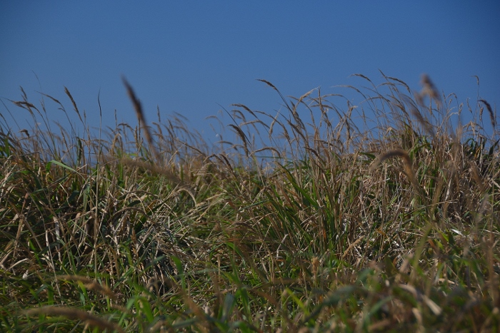 Cape Ferrelo grass